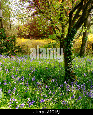 Carpet of bluebells in a thinly wooded copse Stock Photo: 13421127 - Alamy