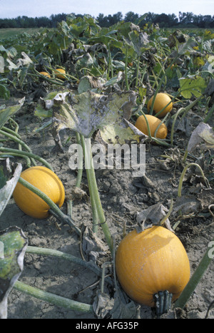 Ripe Pumpkins in the Field at Harvest Time Stock Photo