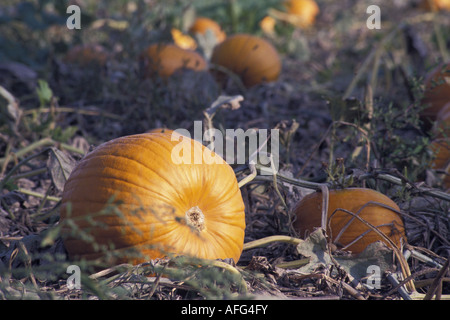 Fully Grown Pumpkins in the Field at Harvest Time Stock Photo