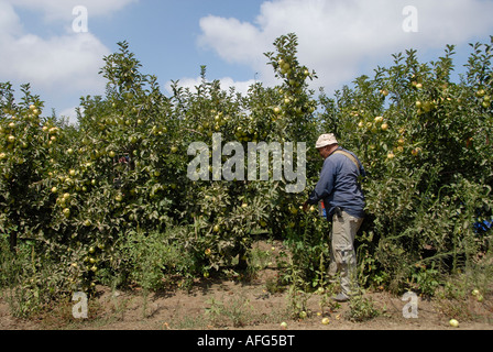 An Israeli farmer harvesting apples in an orchard near Quneitra crossing border with Sirua in the Golan Heights Israel Stock Photo