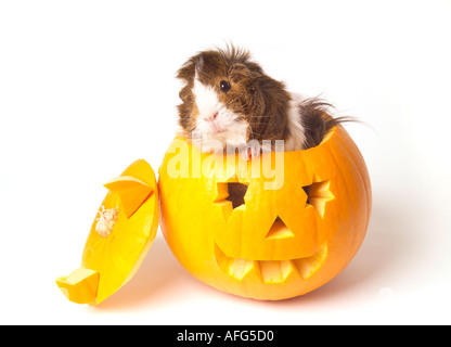 Guinea pig in halloween pumpkin Stock Photo Alamy