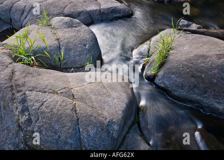 Grass growing out of rocks in the Sain Creek, Oregon. Stock Photo