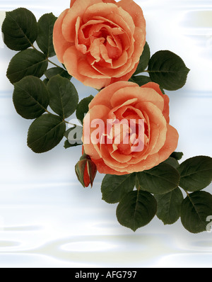 FLORA: Queen Elizabeth Roses (lat: rosa floribunda) Stock Photo