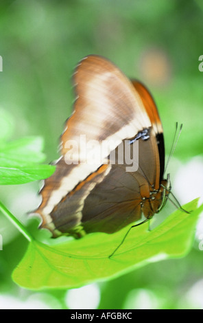 082 Lebender Schmetterling Auf Blatt Im Garten Der Schmetterlinge