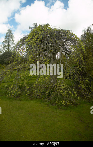 'Weeping Elm' (Ulmus glabra Camperdownii) tree branches in spring Stock Photo