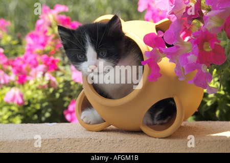 cat - kitten in flower pot - in front of flowers Stock Photo