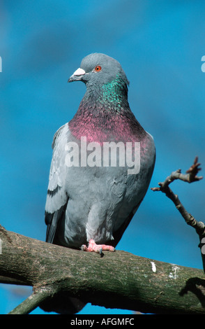 The rock pigeon (Columba livia) sits amongst the grass and plants of ...
