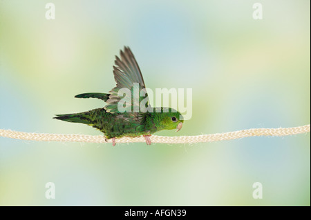 Barred Parakeet on rope / Bolborhynchus lineola Stock Photo