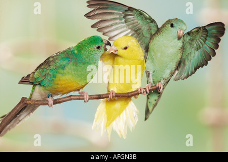 two Barred Parakeets (Bolborhynchus lineola) and Red-rumped Parrot (Psephotus haematonotus) on a twig Stock Photo