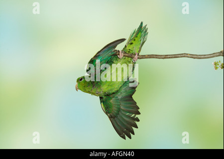 Barred Parakeet hanging on twig / Bolborhynchus lineola Stock Photo