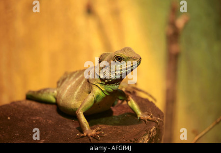 A single adult Australian Water Dragon (Physignathus lesueurii), captive Stock Photo