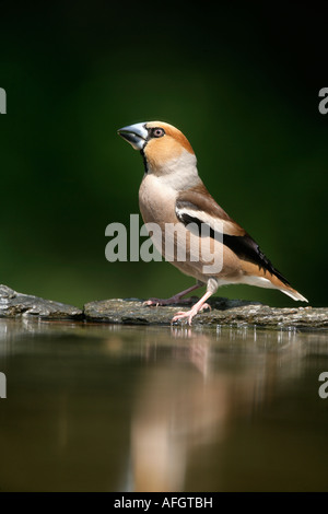 Hawfinch Coccothraustes coccothraustes Hungary Male Stock Photo