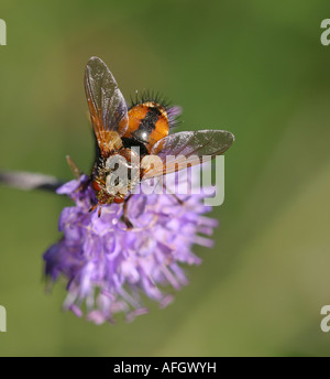 Fly Salmacia divisa feeding on nectar of Sheep's Bit Scabious Stock Photo