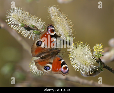 Peacock butterfly Inachis io feeding on Sallow flowers in early Spring Stock Photo