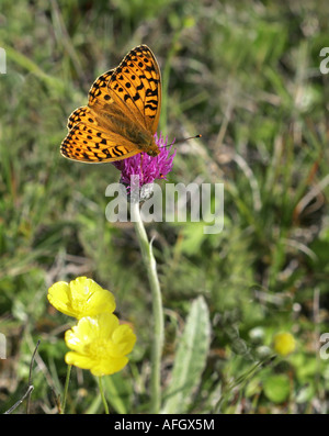 Dark Green Fritillary Argynnis aglaja feeding on composite flower Stock Photo