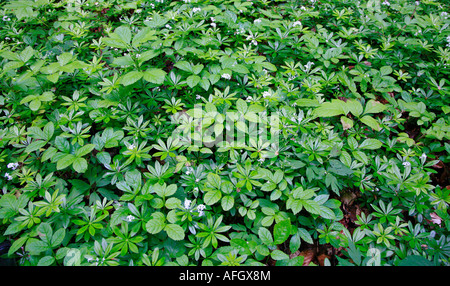 Woodruff Galium odoratum covering a woodland floor Stock Photo