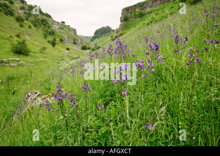 Jacob's Ladder Polymonium caeruleum growing in profusion at Lathkill Dale in the Derbyshire Peak District Stock Photo