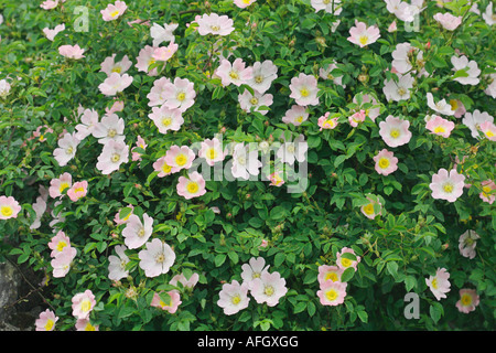 Dog Rose Rosa canina in full flower Stock Photo