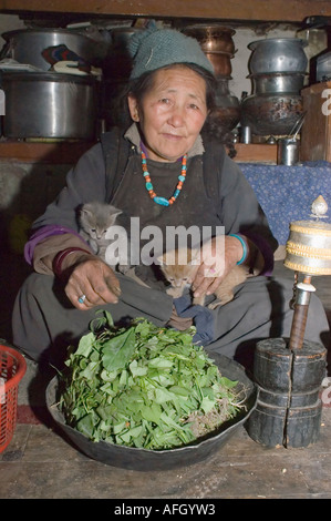 Old woman from Ladakh in the kitchen, Nurla village, Indus valley, Jammu and Kashmir, India Stock Photo