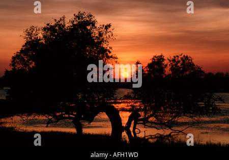 Crack Willow, Germany / (Salix fragilis) Stock Photo