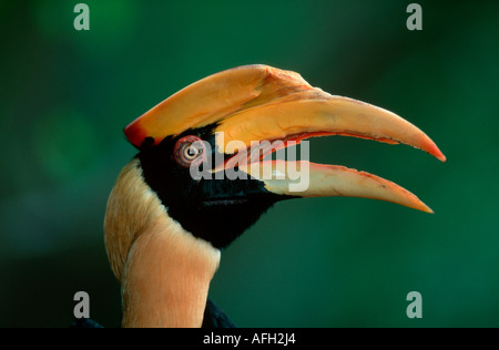 Great Indian Hornbill / (Buceros bicornis) Stock Photo