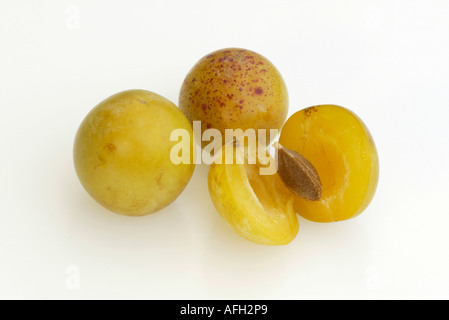 Yellow Plums / (Prunus domestica var. syriaca) Stock Photo