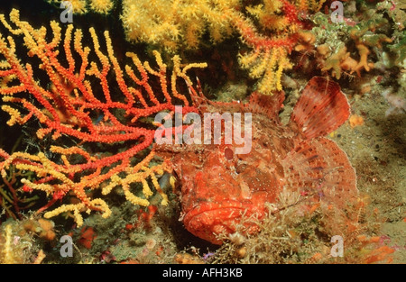 Large Scaled Scorpionfish, Mediterranean Sea / (Scorpaena scrofa) Stock Photo