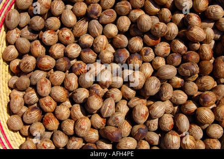 Dried fruits of the African oil palm Elaeis guineensis Stock Photo