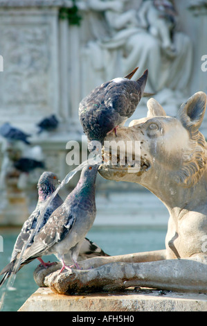 Pidgeons drinking from a stone fountain in the shape of a dog's head in Siena, Tuscany, Italy| Stock Photo