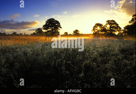 Dawn in field near Longburton Dorset UK Stock Photo
