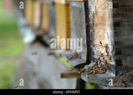 Beehives Stock Photo