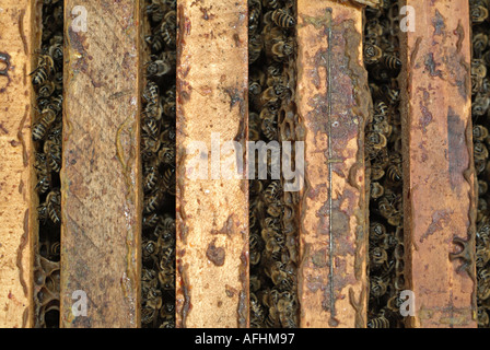 Beehive, Close Up. Stock Photo
