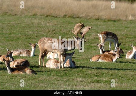 A Fallow deer herd at the start of the annual rutting season Stock ...