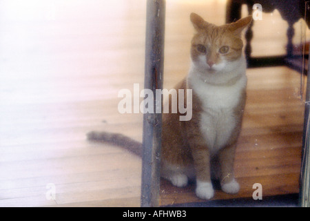cat looking out through screen door Stock Photo