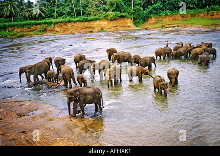 Elephants young and old washing in the river near the famous Pinnawalla elephant orphanage Sri Lanka Stock Photo