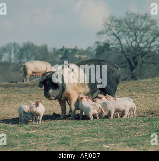 Young piglets suckling Stock Photo