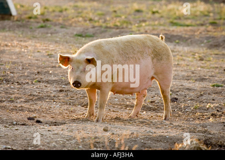 a pig in a field Stock Photo