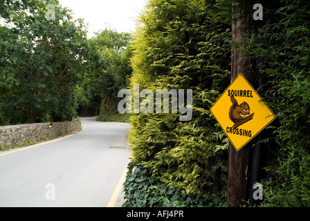 dh Channel islands lane road ST PETER JERSEY ISLAND Squirrel crossing warning sign country wildlife animal roadsign Stock Photo