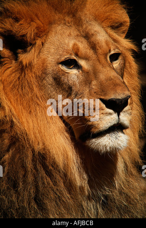 Male Lion captive Stock Photo