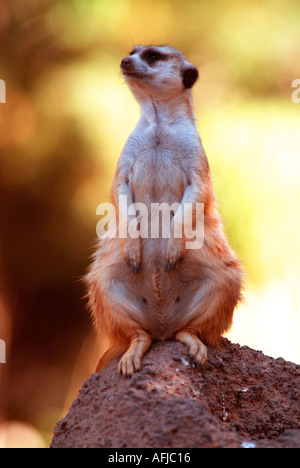 Meerkat captive Stock Photo