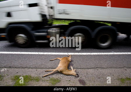 A young Deer lies on the side of a road after becoming a casualty of road kill in Warwickshire England UK Stock Photo