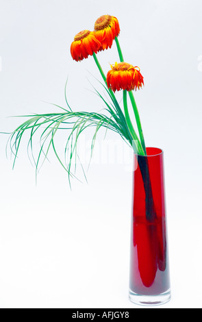 Dead Gerberas in a red vase against a white background Stock Photo