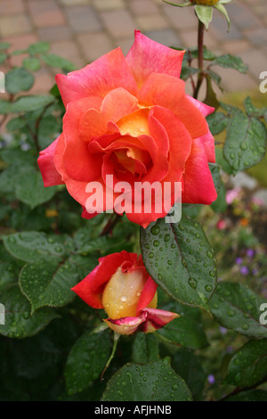 ROSA PICCADILLY.  ROSE AND BUD. Stock Photo