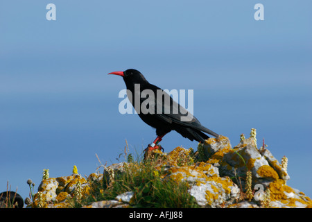 Single CHOUGH, Pyrrhocorax pyrrhocorax, Perched on a Lichen Covered Rock in South Wales, U.K. Stock Photo