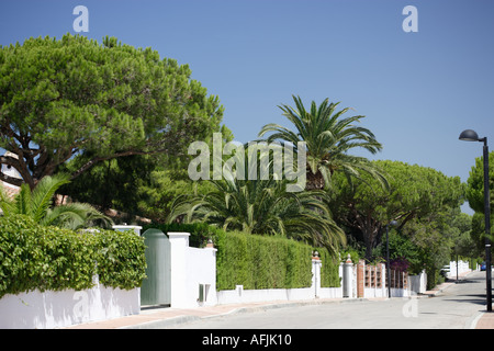 Palmtrees and pines in garden of villa Stock Photo