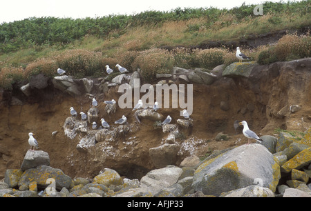 An unusual Kittiwake colony on the beach on Samson Island Isles of Scilly Cornwall England These birds usually only nest on cl Stock Photo