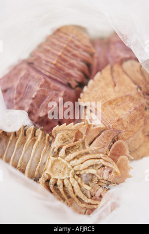 Fresh Australian Balmain Bugs Stock Photo