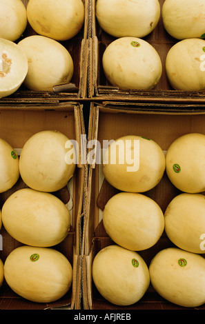 Melons in cardboard boxes Stock Photo