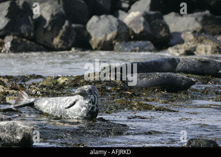 grey and harbour seals bask on rocks in rathlin harbour church bay rathlin island northern ireland Stock Photo