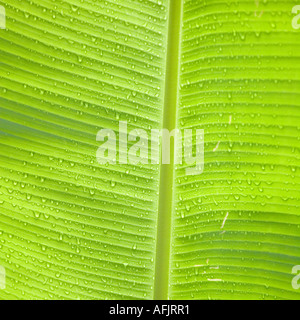 Wet green leaves in rain forest near the Pastasa River in south east Ecuador South America